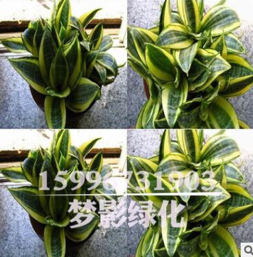 室内花卉盆栽植物金边虎皮兰批发多肉植物精品盆景虎皮兰苗盆栽图3