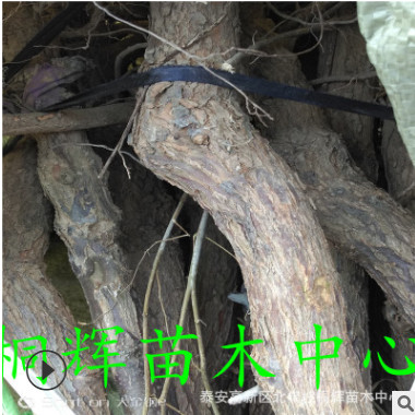 早脆王枣树苗大青枣树苗雪枣树苗龙须枣树苗基地种植价格优惠