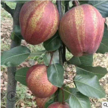早酥红梨全红利抗虫抗病性强果实个大成熟早梨树基地