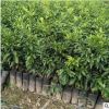 种植基地 出售沃柑树苗 柑橘苗杂柑苗 高产晚熟柑桔树苗