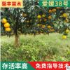 四川种植基地 爱媛38号柑橘树苗果树苗 高糖早熟橘子树苗