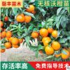 苗圃供应 无核沃柑果树果苗 091所沃柑苗嫁接苗 成活率高香橙苗