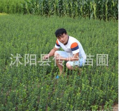 绿化用苗 冬青苗 四季常青 苗圃直销冬青球 净化空气 根系发达