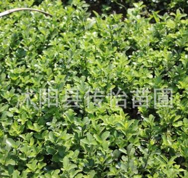 绿化用苗 冬青苗 四季常青 苗圃直销冬青球 净化空气 根系发达图2