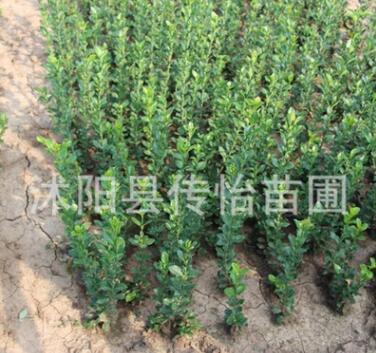 绿化用苗 冬青苗 四季常青 苗圃直销冬青球 净化空气 根系发达图3