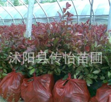 红叶石楠苗批发 基地销售 红叶石楠球 树苗 绿化道路苗木批发图2