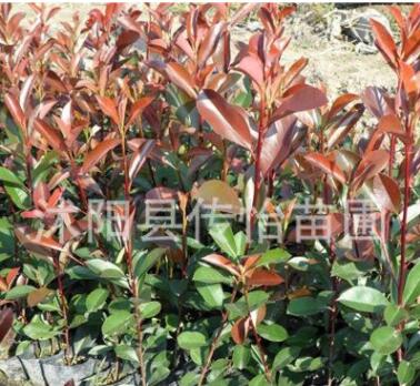 红叶石楠苗批发 基地销售 红叶石楠球 树苗 绿化道路苗木批发图3