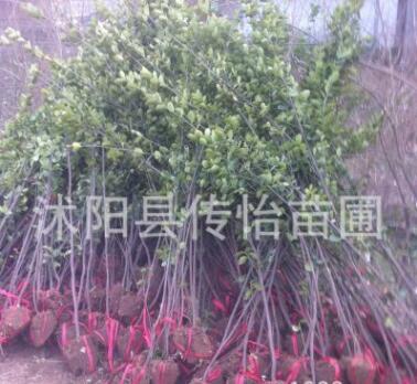 批发冬青树苗 绿篱笆植物 四季常青 冬青条子法国冬青苗 2米高图3