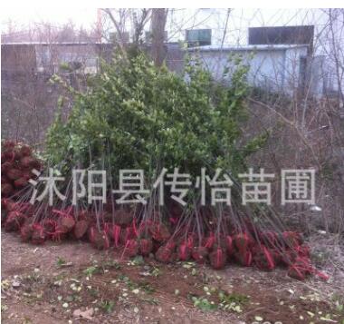 批发冬青树苗 绿篱笆植物 四季常青 冬青条子法国冬青苗 2米高图2