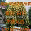 攀缘 爬藤植物花卉 七里香 十里香 蔷薇 黄白木香花苗 香味最浓