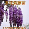 出售绿化工程苗子 紫藤种子 多花紫藤苗 紫花紫藤 攀援花卉