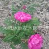基地直销四季玫瑰苗盆栽四季玫瑰花苗 紫枝玫瑰苗 药用玫瑰苗批发