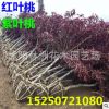 批发观赏桃花树 紫叶碧桃 红叶碧桃 红叶桃树 彩色风景树种类