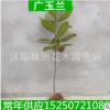 出售绿化工程苗 嫁接广玉兰 广玉兰小苗 规格齐全 量大优惠