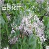 工程绿化苗木苦楝苦练树苦楝树苗苦楝小苗苦楝树紫花树哑巴树苗
