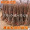 批发银杏树苗 银杏苗木 银杏苗白果小苗大苗 绿化苗木 规格齐全