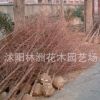 水杉 水杉树苗 水杉苗 各种规格水杉树江苏苗木基地批发