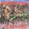 绿化苗木批发 广玉兰树苗 广玉兰小苗批发 嫁接广玉兰苗批发