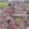 美国红枫 美国红枫苗 街道风景树 盆栽地栽小苗 2-10公分秋火焰
