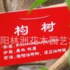 构树小苗价格 构树种子价格 构树苗 基地直销