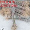 基地批发 构树树苗 一年小苗 一手货源 规格齐全 量大优惠
