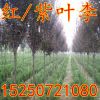 现货供应红叶李工程苗 紫叶李小苗 2-10公分紫叶李树苗 规格齐全