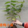 腊梅树苗 观赏花卉 素心腊梅花苗 腊梅小苗另有大量腊梅盆景出售