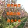 工程绿化日本樱花小苗彩色树木晚樱樱花树苗嫁接苗行道园林工程