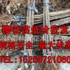 现货低价直销 日本樱花樱花苗 正宗嫁接树苗 晚樱景观绿化工程苗
