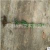 出售小叶罗汉松小苗青台湾雀舌/日本罗汉松树苗批发 防辐射植物