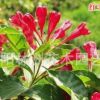 批发锦带花苗 红王子锦带 红王子锦带苗 红王子锦带花 花期超长