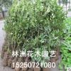 供应园林绿化苗木 法国冬青 珊瑚树 法国冬青小苗冬青球