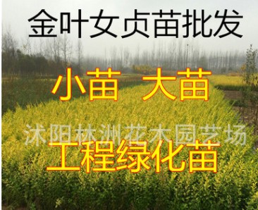 苗圃低价专供金叶女贞小苗 工程绿化大苗 量大优惠 规格齐全