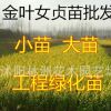 苗圃低价专供金叶女贞小苗 工程绿化大苗 量大优惠 规格齐全