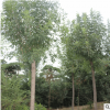 工程绿化6cm白腊树 规格齐全优质白蜡树 销售3cm5cm8cm对节白蜡