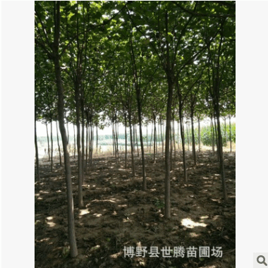 保定苗圃各种规格梓树批发 基地发货 可签合同