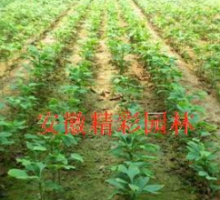 银杏苗木实生银杏图2