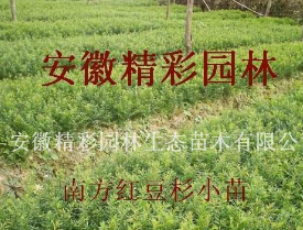 红豆杉小苗图2
