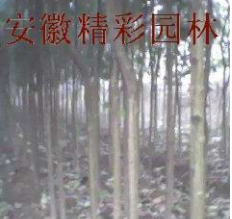 大叶女贞高干女贞图2