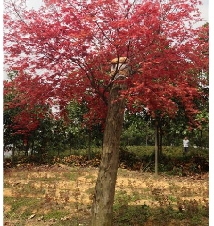 红枫图2