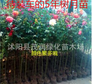 庭院盆栽月季树状月季苗直销 树桩月季树盆栽高杆多色5年苗图2