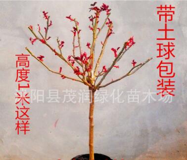 庭院盆栽月季树状月季苗直销 树桩月季树盆栽高杆多色5年苗图3