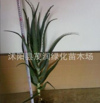 多肉植物盆栽药用价值比较高的木立芦荟龙爪菊5年生老棵50厘米图3