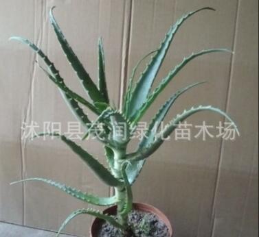 多肉植物盆栽药用价值比较高的木立芦荟龙爪菊5年生老棵50厘米图2