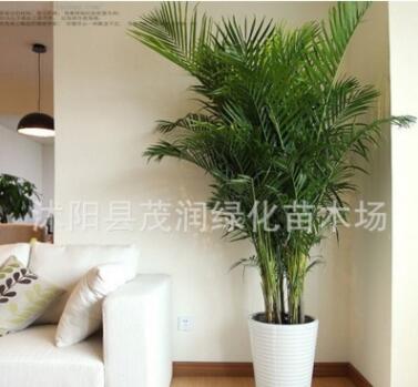 高档观叶植物室内大型绿植 散尾葵盆栽客厅办公室凤尾竹净化空气图2