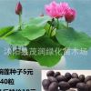 碗莲种子观赏水生盆栽植物花卉种子迷你碗莲种子荷花种子18元1斤