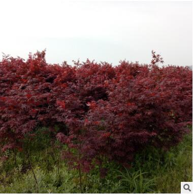 基地供应园林绿化树 中国红枫 广西红枫 红枫观赏树图2