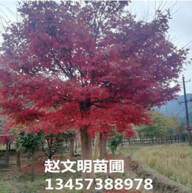 基地供应园林绿化树 中国红枫 广西红枫 红枫观赏树