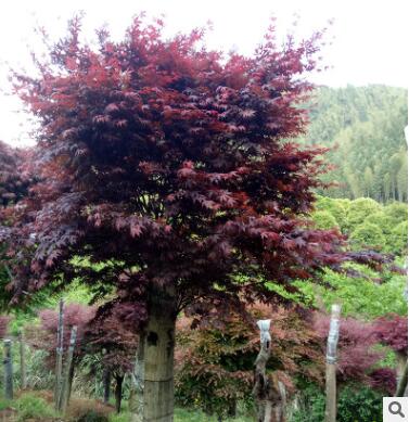 基地供应园林绿化树 中国红枫 广西红枫 红枫观赏树图3