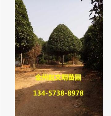 产地货源 嫁接桂花树 高30cm-200cm 常绿性黄色系自产自销图3